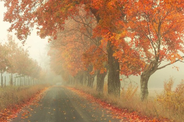 The road between autumn trees in the fog