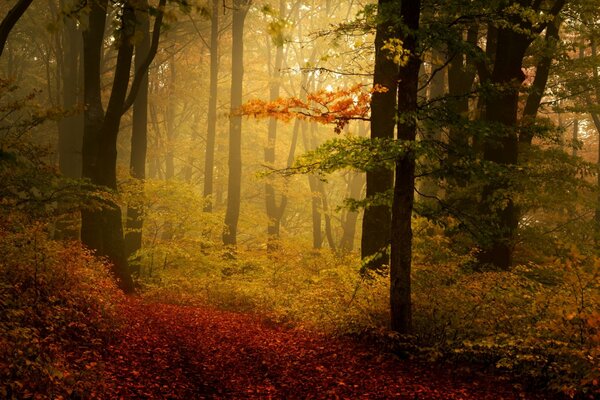 Herbstwald in gelb-rotem Laub, leicht durch Nebel verschärft