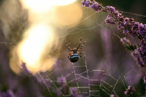 Makroaufnahme. Spinne auf Spinnennetz