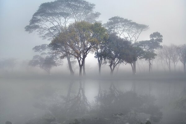 The landscape of an unknown lake where only trees are visible