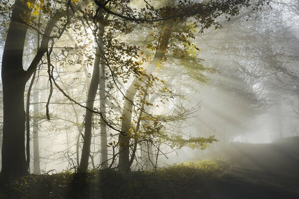 Niebla de la mañana en el bosque al amanecer