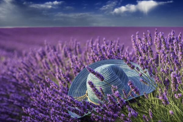 Chi ha dimenticato il cappello in un campo estivo di lavanda?