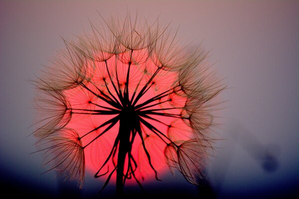 Dandelion on the handicap of the huge red setting sun