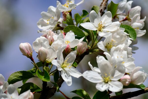 Blooming apple tree branch in spring