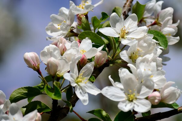 Branche de pommier en fleurs au printemps