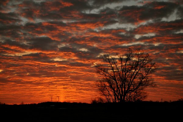 Silhouette von Baum und Gras auf rotem Sonnenuntergang Hintergrund