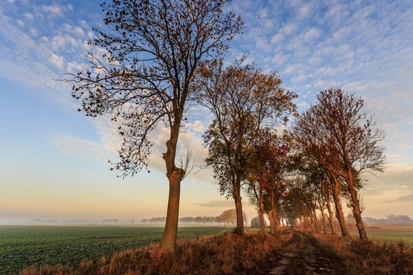 La première herbe de printemps est apparue, mais les feuilles sur les arbres dorment encore