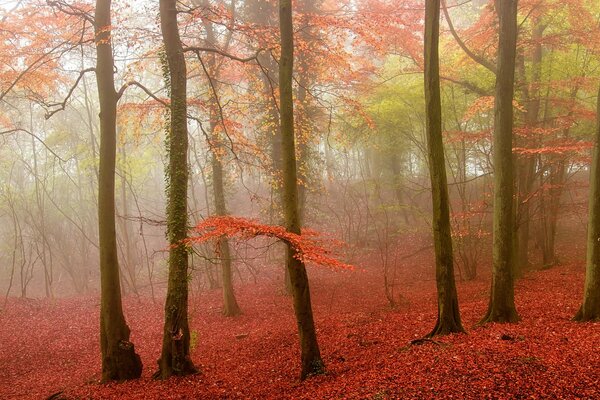 Paisaje fresco del bosque de otoño