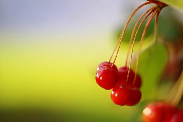 Die scharlachroten, Waldbeeren fangen an, mitzuhalten