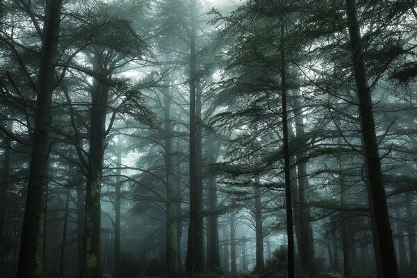 A forest in France in a haze