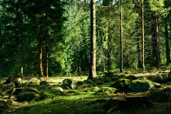 Зелёный лес с большими камнями и мхом