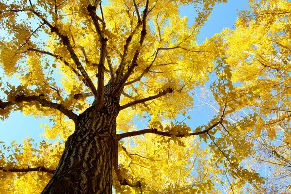 Corona d oro dell albero sullo sfondo del cielo