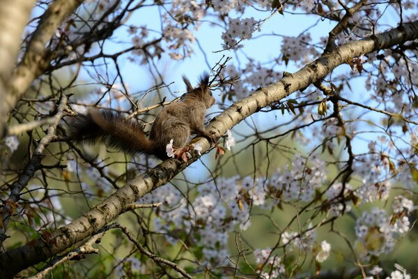Scoiattolo in primavera su un albero in fiore