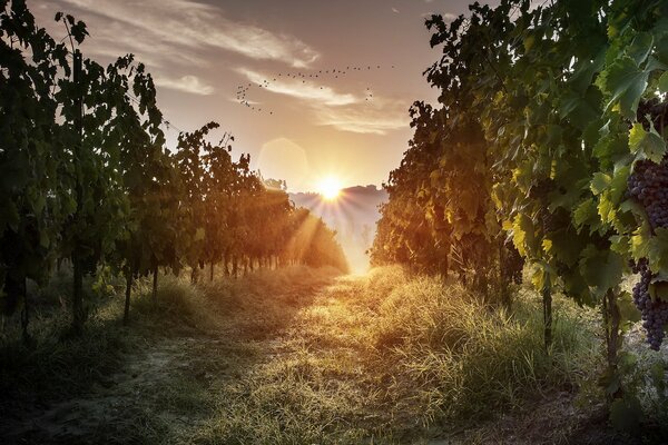 Dawn on a country road in rows of trees