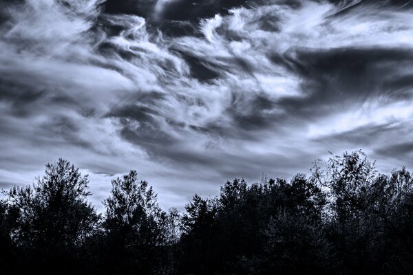 Fancy clouds, trees at dusk