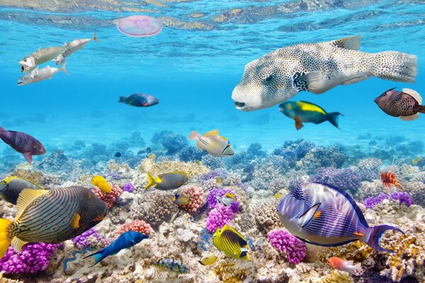 Под водой куча рыб и кораллы