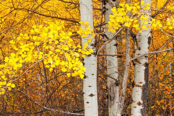 Gelbe Herbstblätter auf der Birke