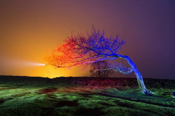 Bel arbre solitaire sur fond d herbe verte