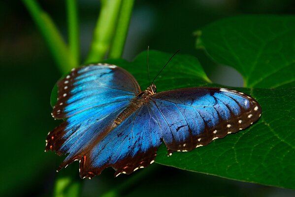 Papillon à quatre ailes sur une feuille