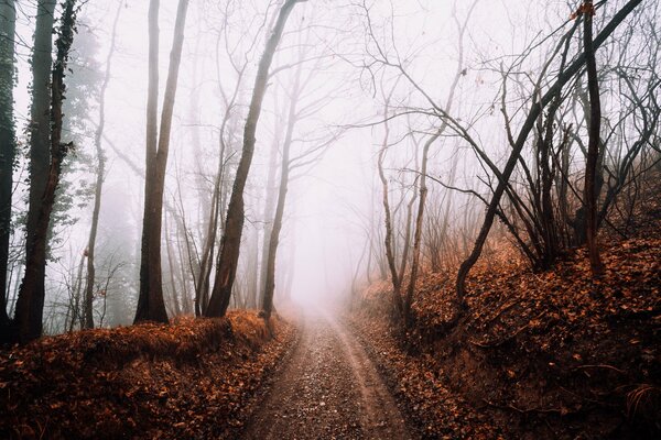 The road in the autumn forest among the fog