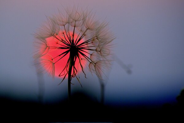 Pissenlit au coucher du soleil sur fond de disque rouge du soleil