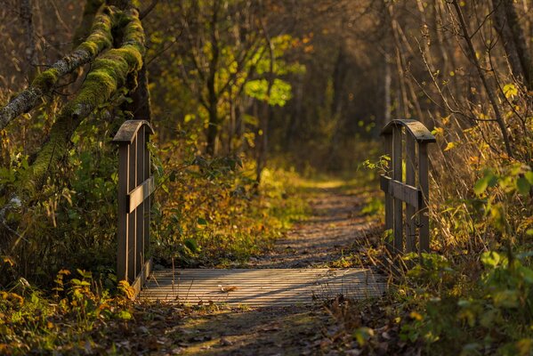 Brücke im Herbstwald