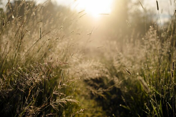 Luce del mattino ed erba nel campo
