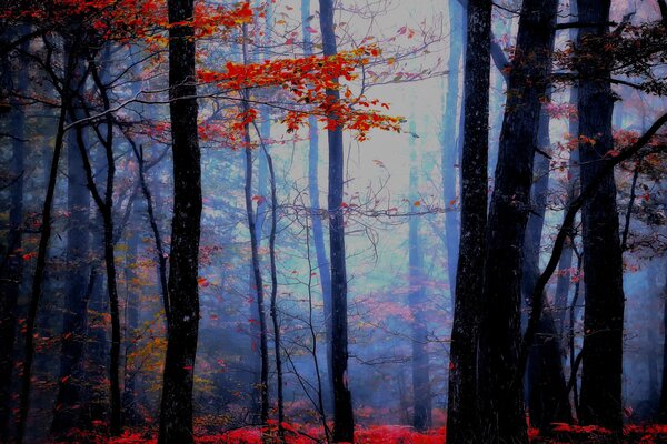 Bosque oscuro de otoño con sol abrasador