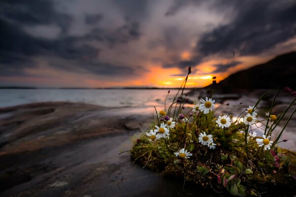 Natur am Ufer eines dunklen Sonnenuntergangs