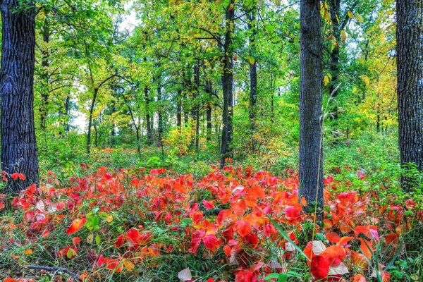 En el bosque entre los árboles hay un hermoso borde de flores