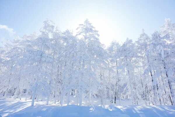 Morgen Winter verschneiten Wald