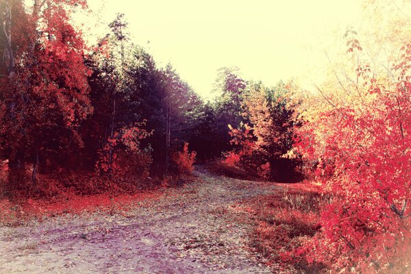 The road in the autumn forest and at dawn