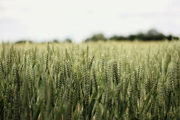 Le spighe di grano maturano in estate