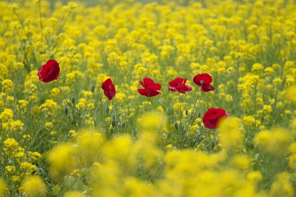 Auf dem Feld unter Raps erröten Mohnblumen