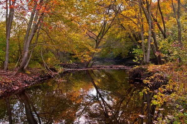 Kleiner Fluss im Herbstwald