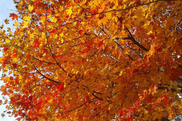 Fogliame autunnale e tutta la bellezza di questo poro