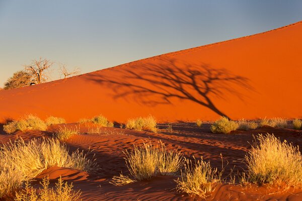 Тень дерева в пустыне Африки на закате