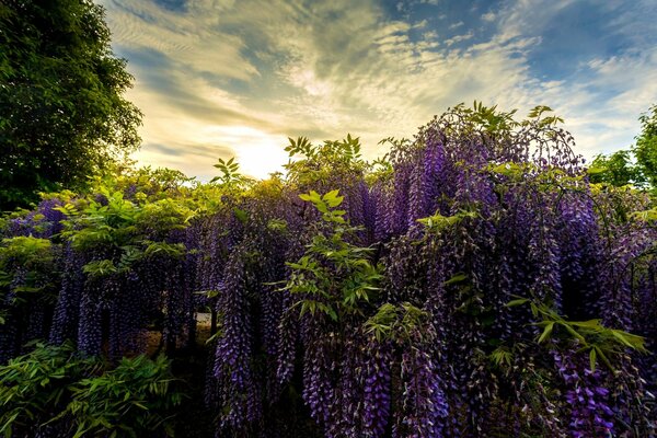 Fleurs pourpres d Ashikaga sur fond de ciel de l aube