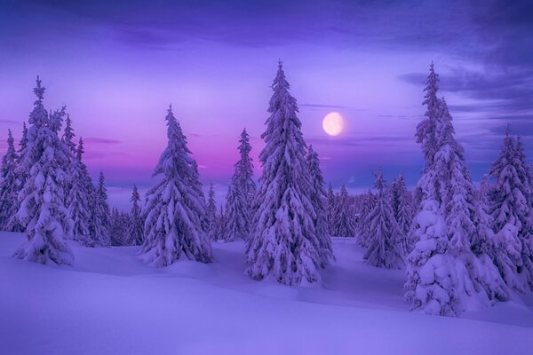 Snow-covered fir trees in the forest under the moon