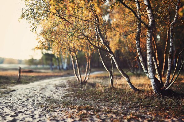 Autumn weather with yellow leaves in the forest