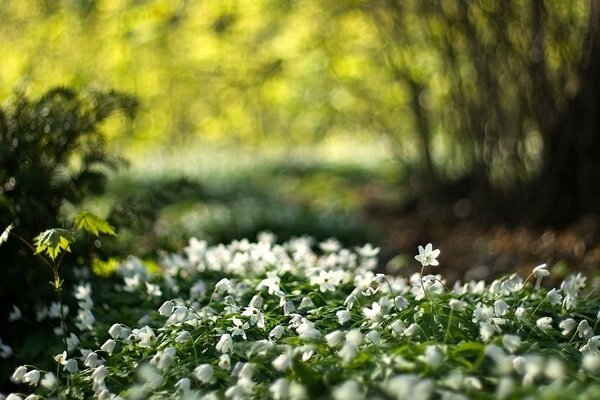 Macro photography of spring white flowers