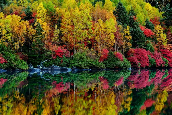 The bright autumn forest is reflected in the lake