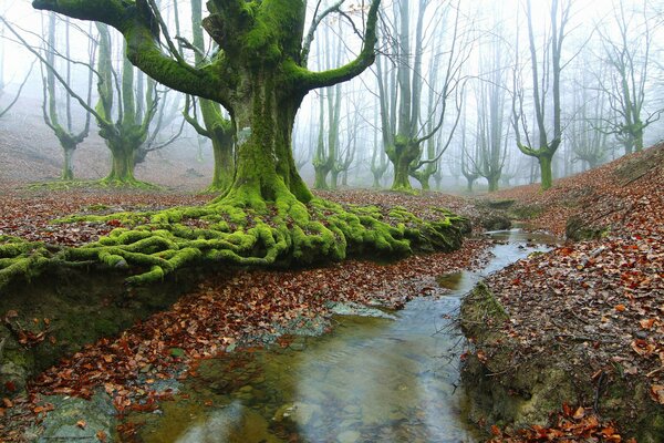 Arbres avec des racines vertes. Forêt d automne