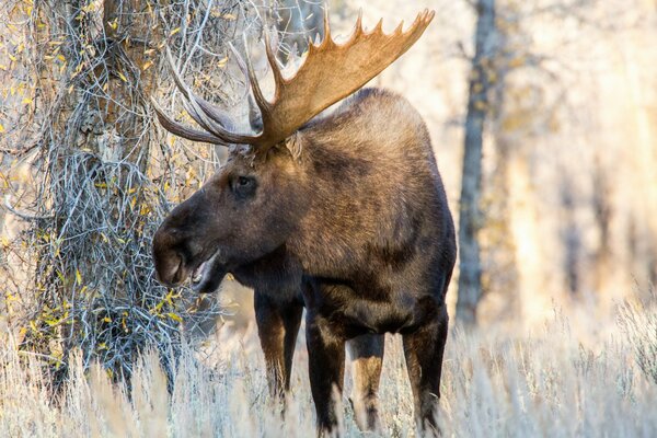 Big elk in the winter forest