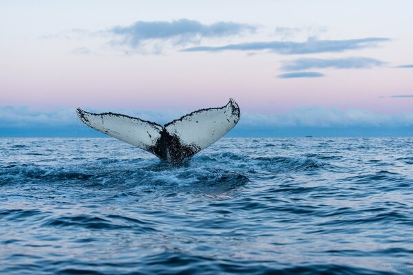 Adorable queue de baleine folle