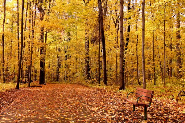 Autumn trees in the park with a bench