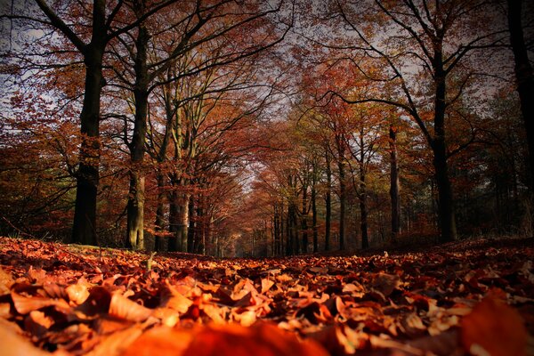 Herbstlicher Wald mit frischem Laubfall