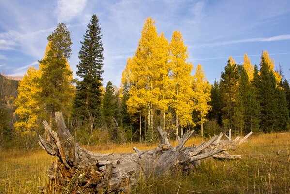 An old snag in a forest autumn field