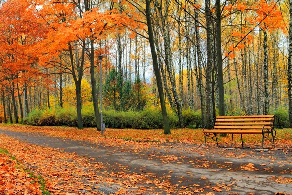 Осень парк дерево природа пейзаж