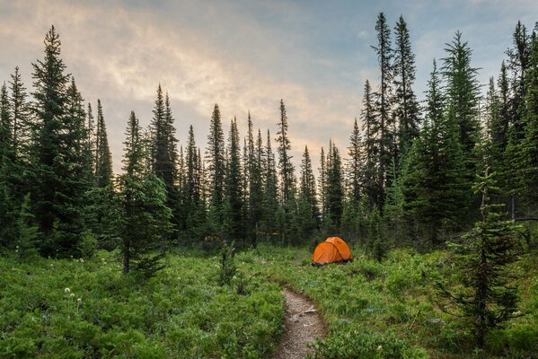 A tent in a solitary forest